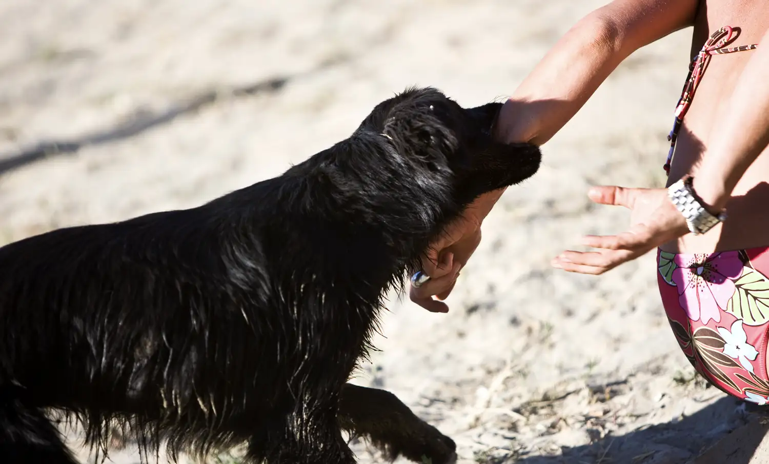 Causes Dog Bites
