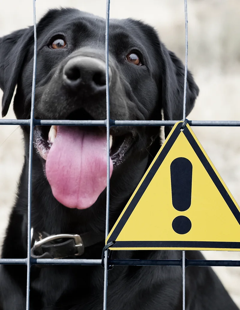 Dog Bites