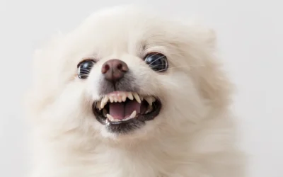 Filing a Claim After a Dog Bite